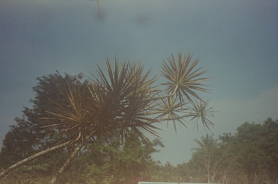 a blue bus driving down a road next to a lush green forest