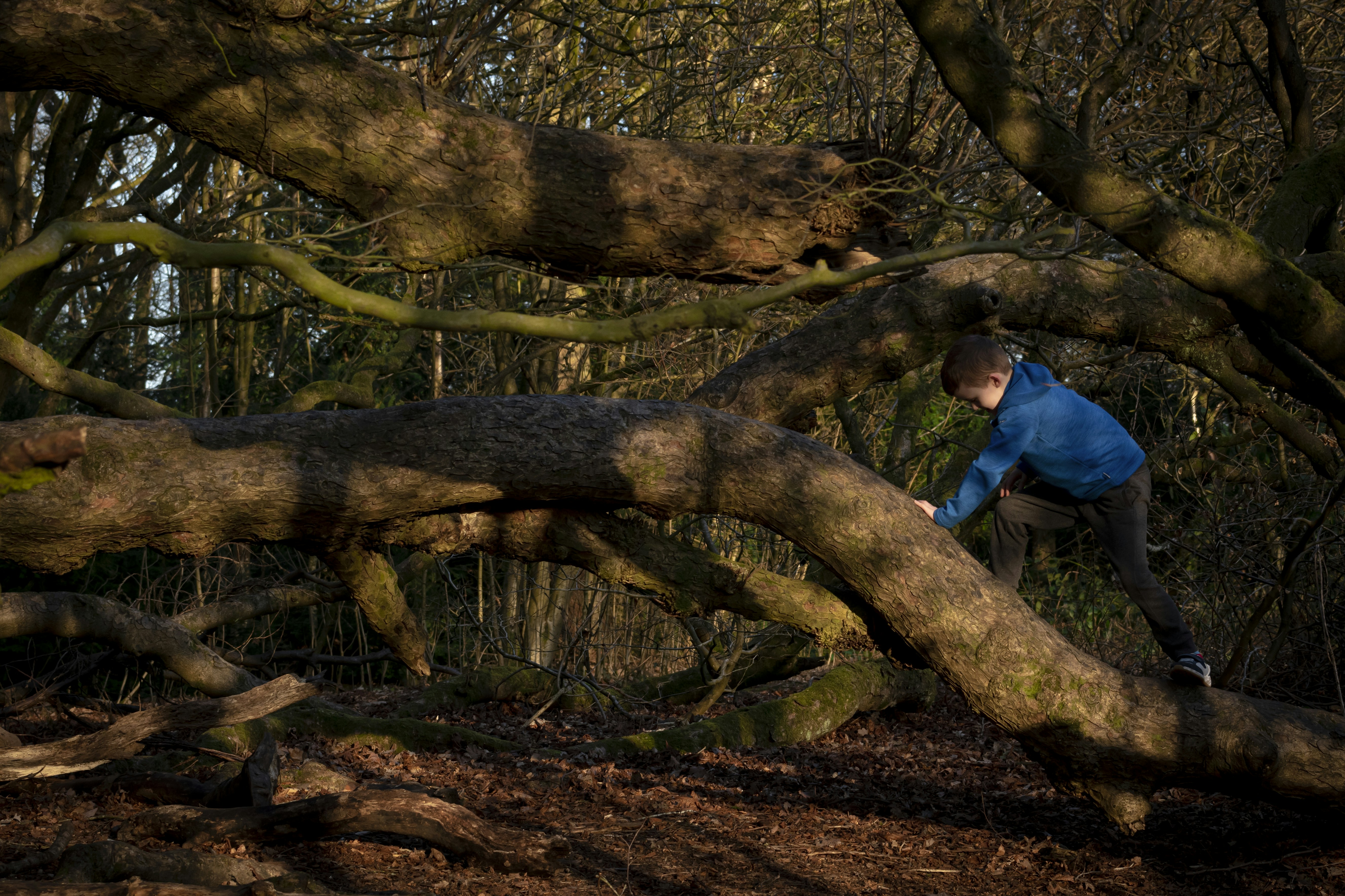 a man climbing up a tree in the woods