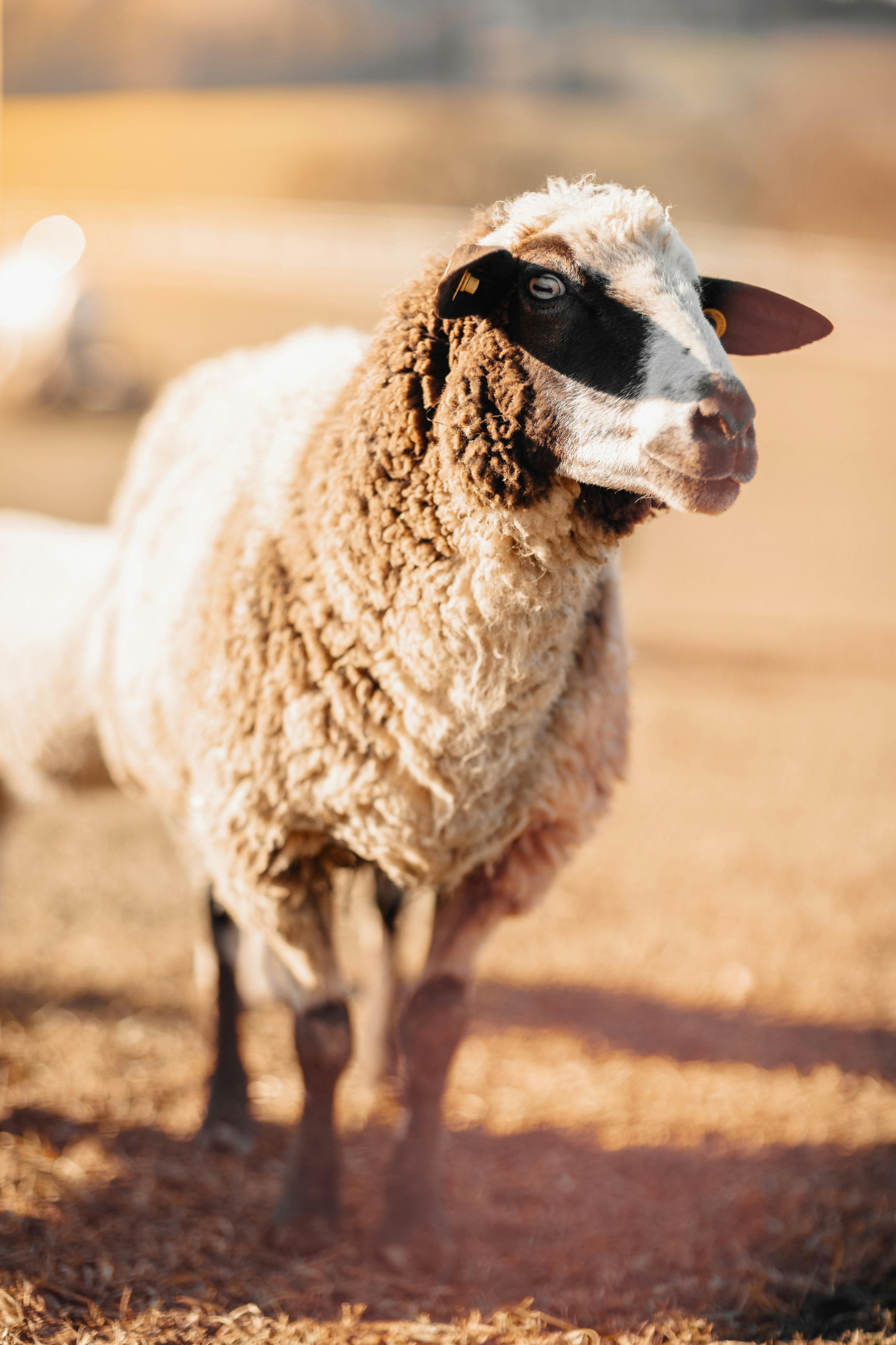 Photo by janoschphotos