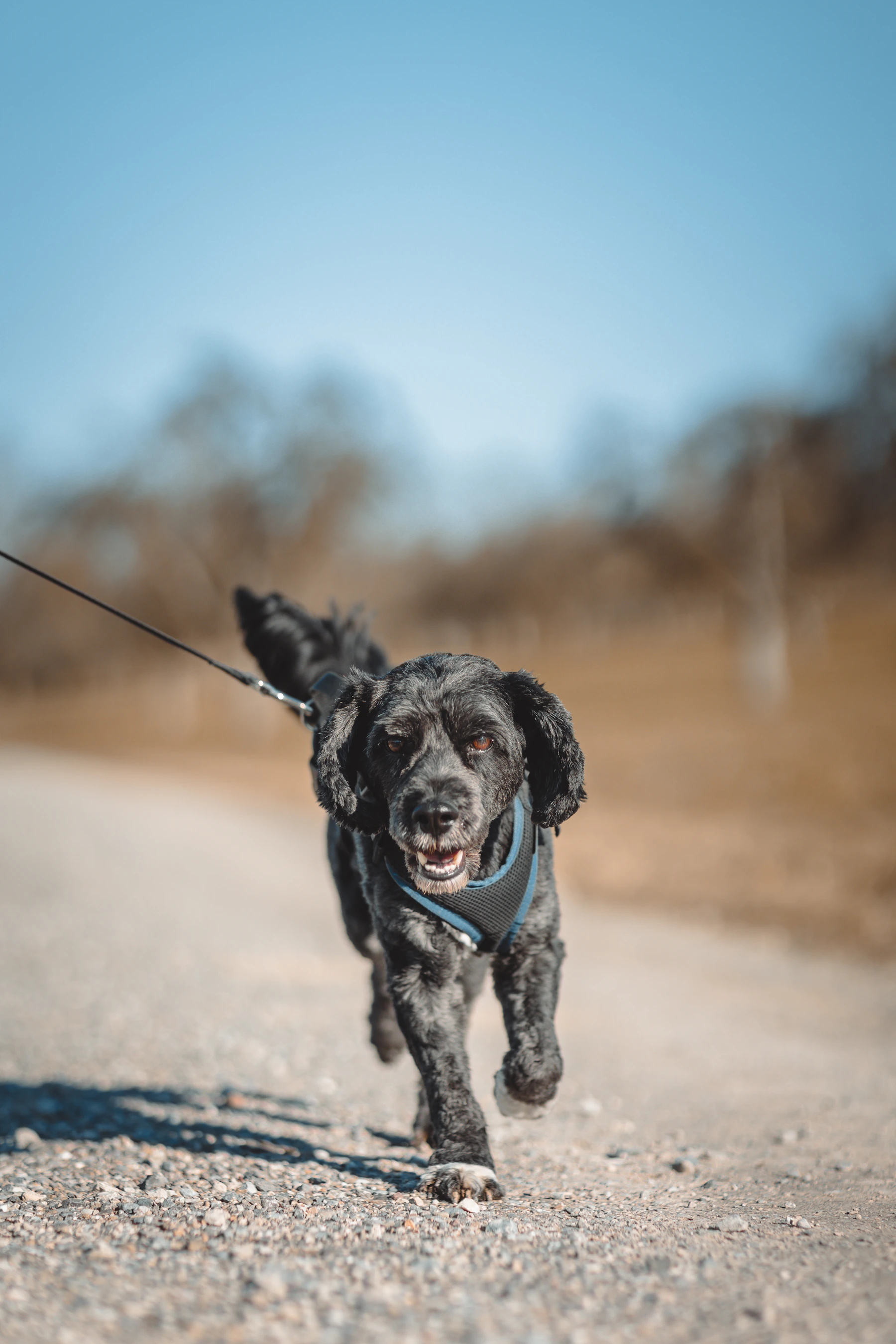 Dog wearing a harness and leash during an everyday walking routine