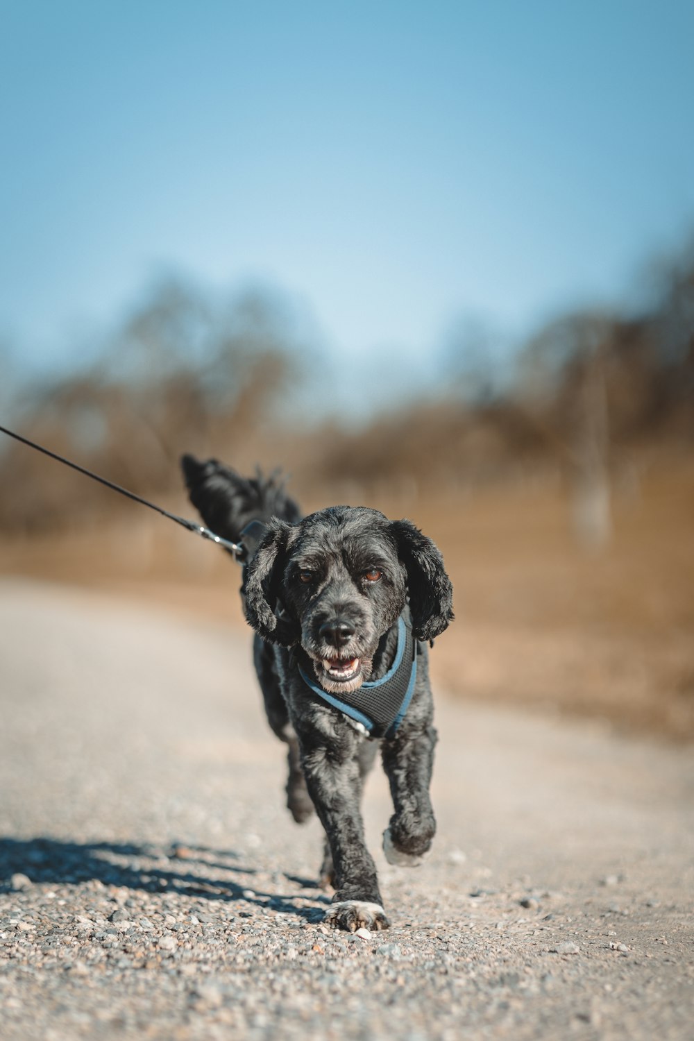 a black dog running down a dirt road