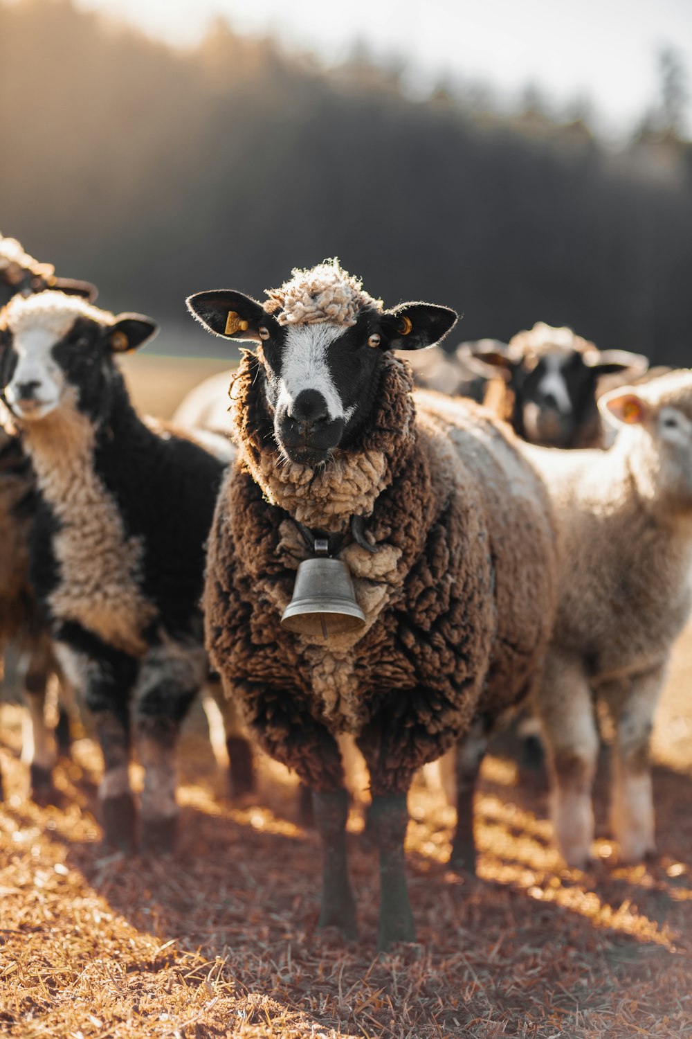 Un rebaño de ovejas de pie en la cima de un campo de hierba seca