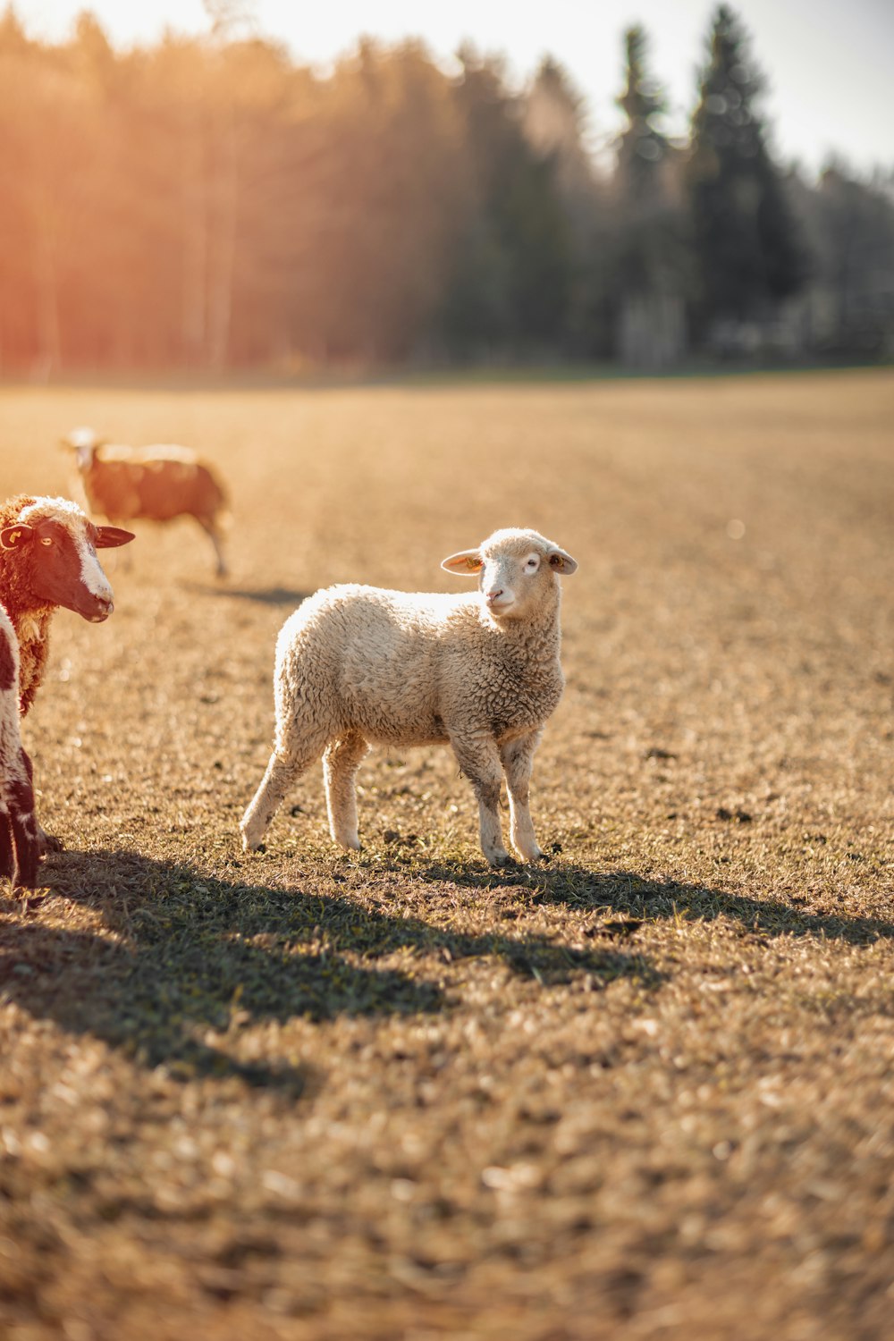 a herd of sheep standing on top of a grass covered field