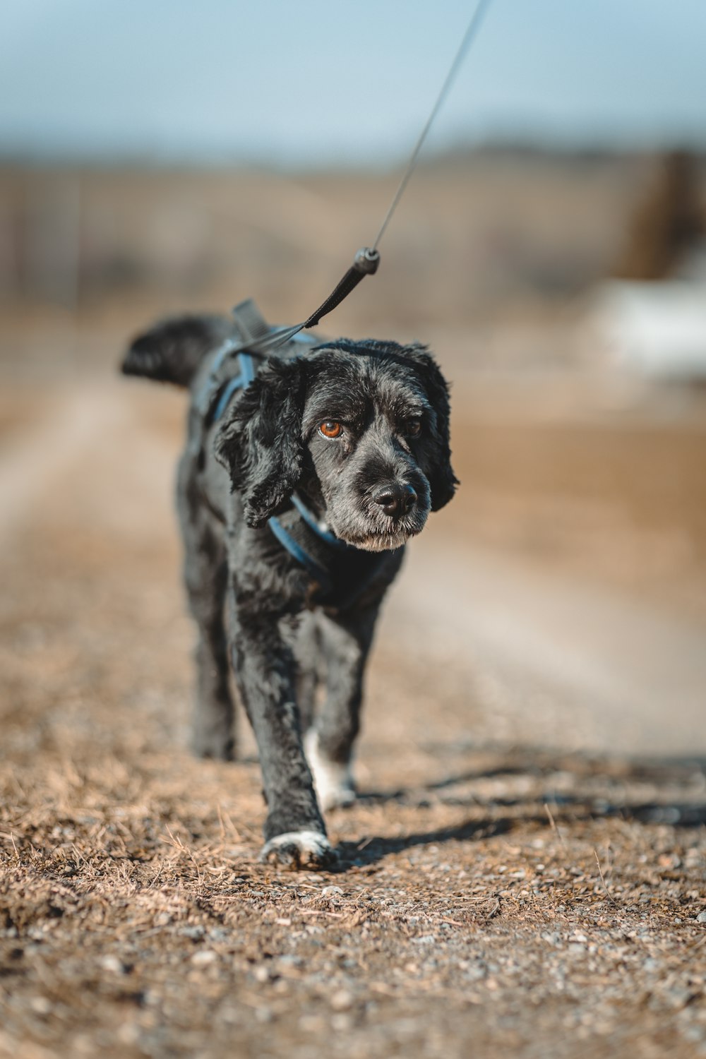 a black dog walking down a dirt road