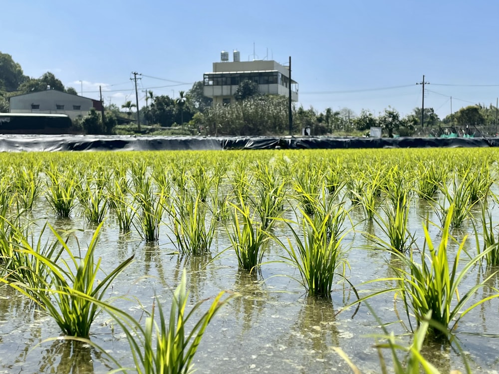 a field of green grass with a house in the background