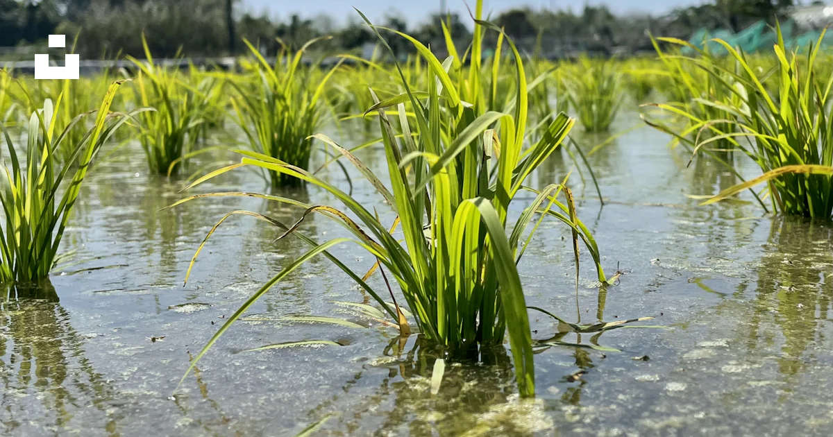 A group of green plants growing in a body of water photo – Free Chiayi ...