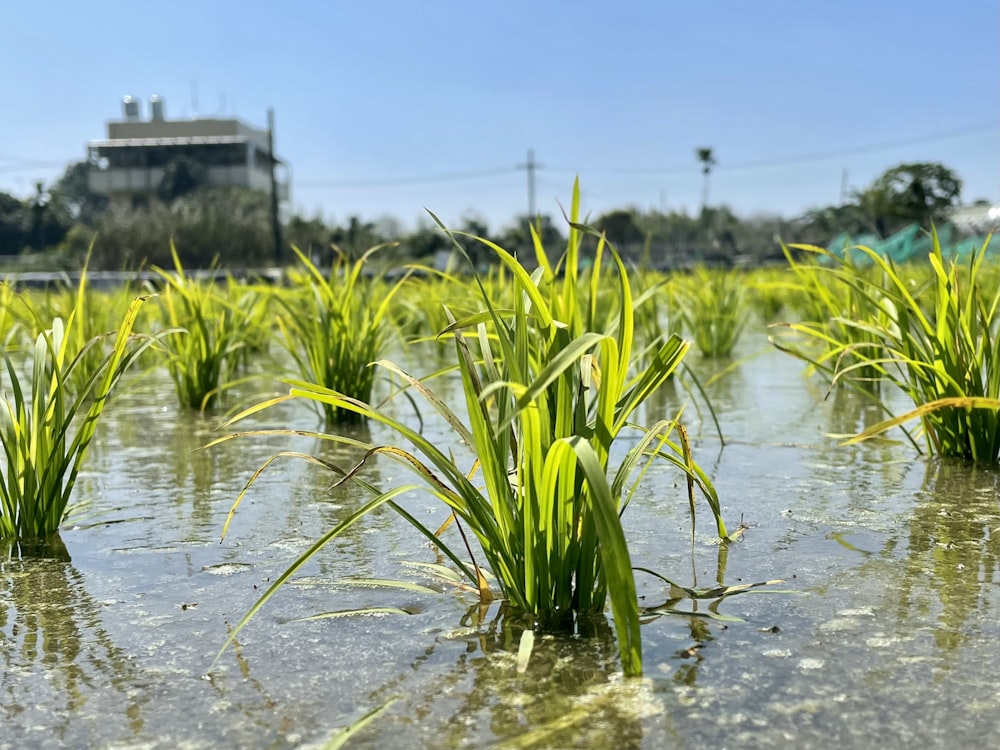 a group of green plants growing in a body of water