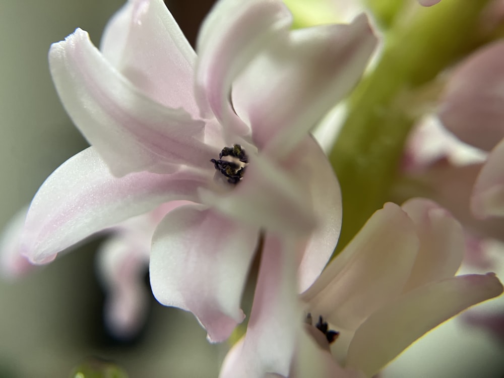 a close up of a flower with a bug on it