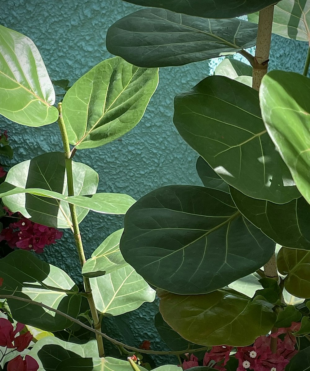 a close up of a green leafy plant with red flowers