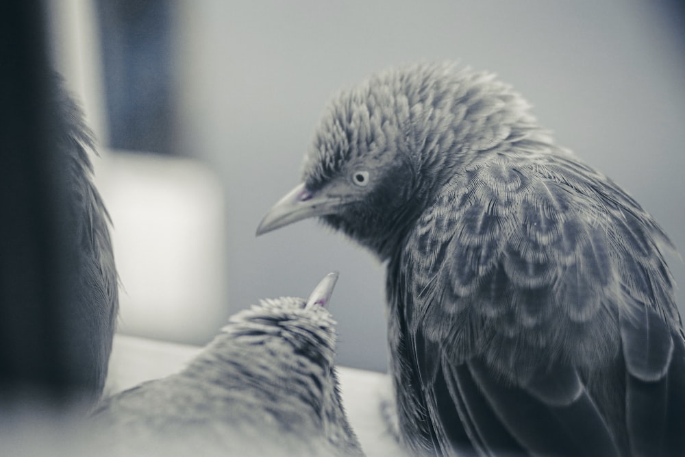 a bird sitting on top of a table next to another bird