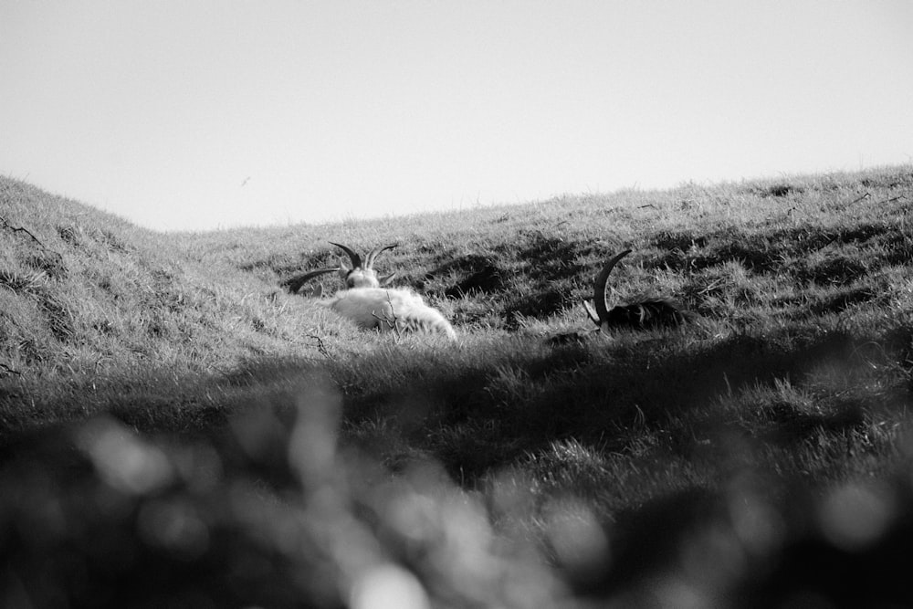 a black and white photo of some animals in a field