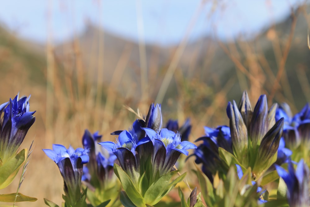 a group of blue flowers in a field