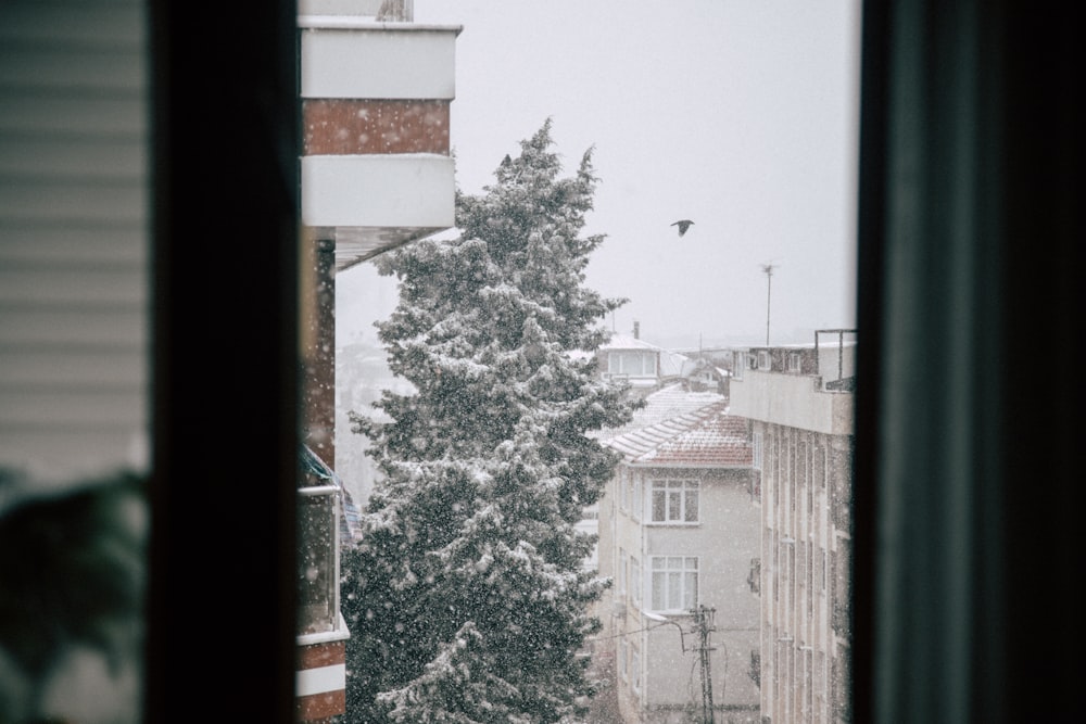 a view of a snowy tree from a window