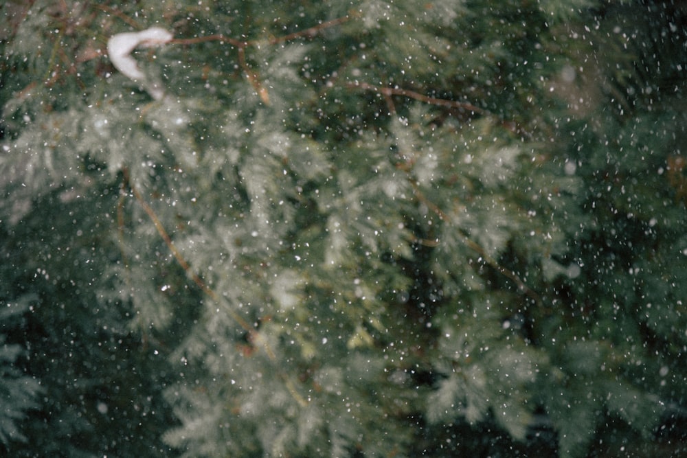 a white bird flying over a tree covered in snow