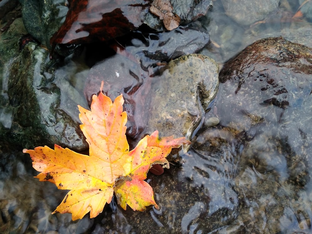 a leaf is laying on some rocks in the water