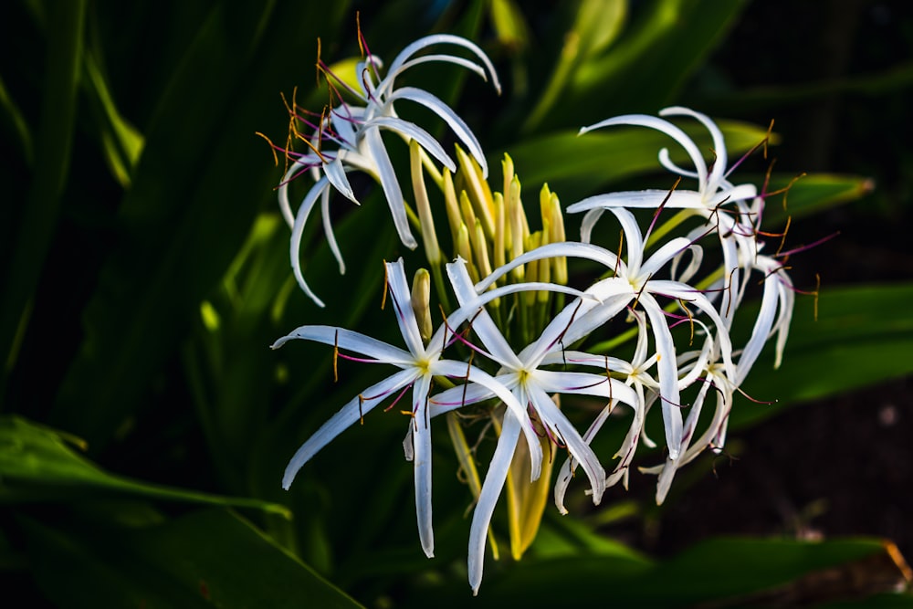 a close up of a white flower on a plant