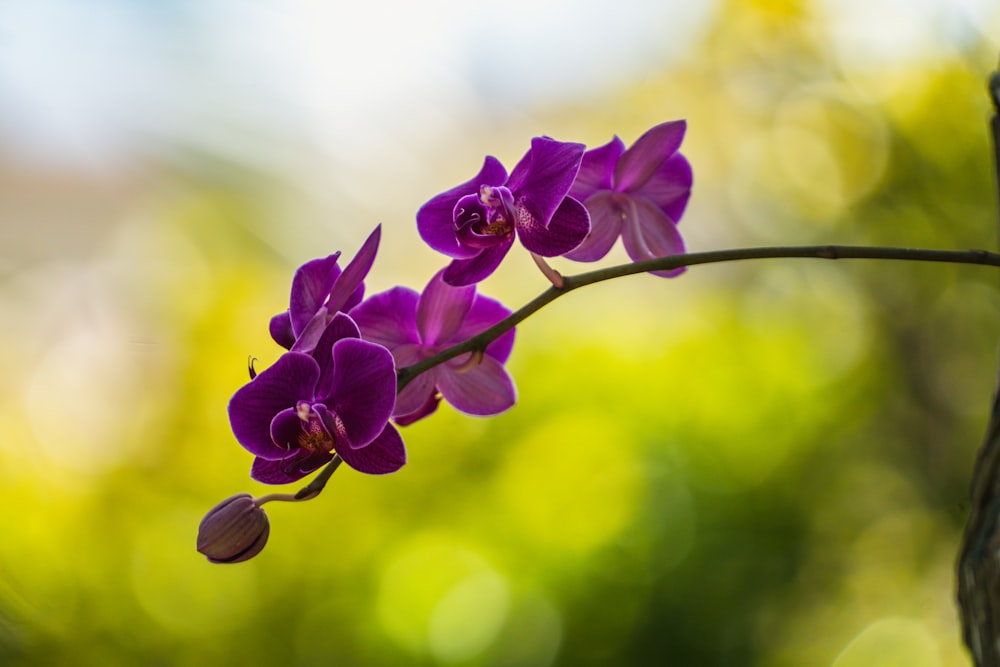 a close up of a purple flower on a branch