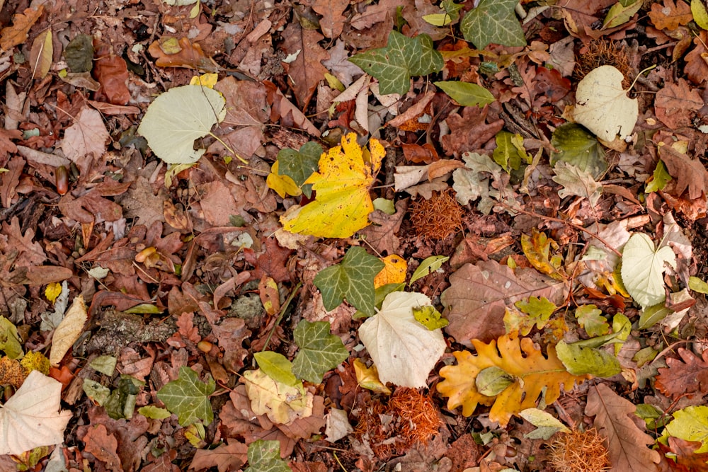 a bunch of leaves that are on the ground