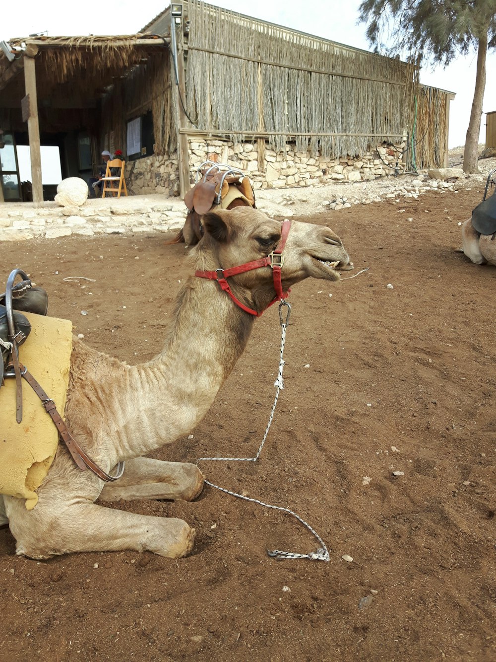 a camel laying on the ground with a saddle on its back