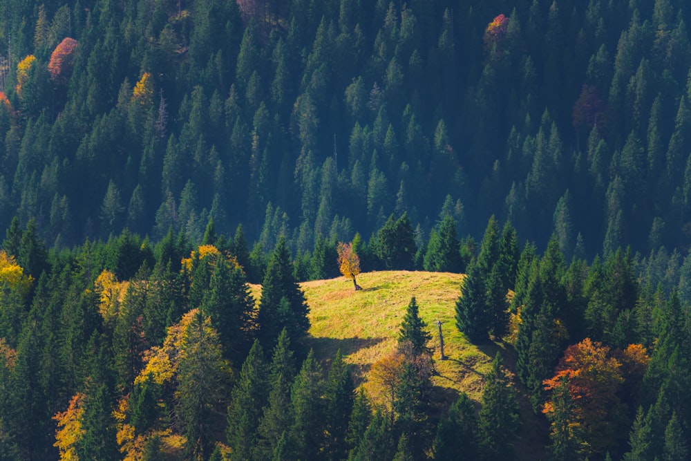 a lone tree on a grassy hill surrounded by trees