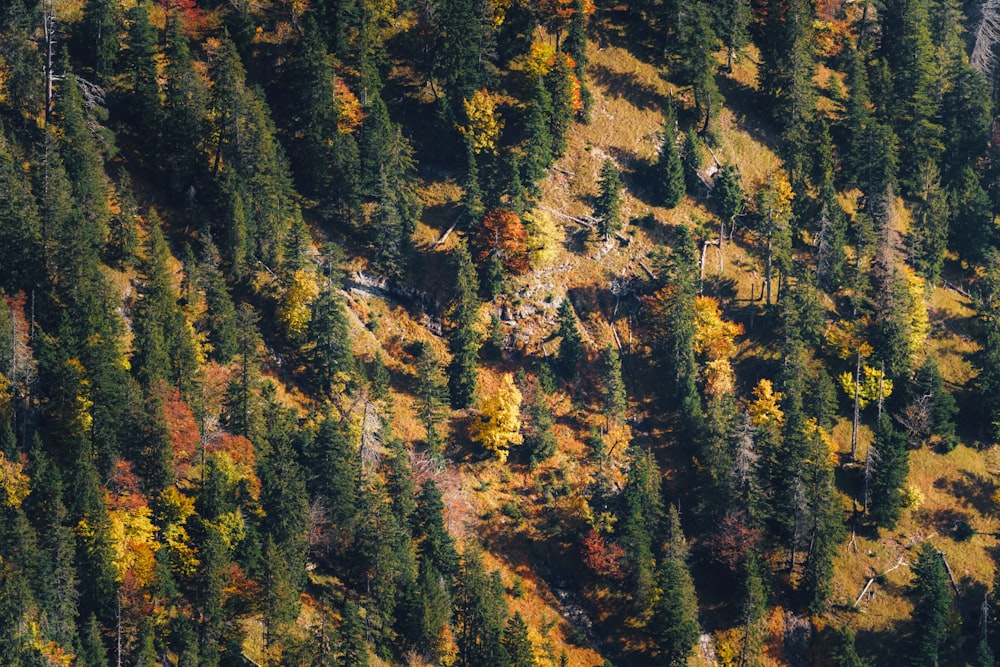 an aerial view of a forest with lots of trees