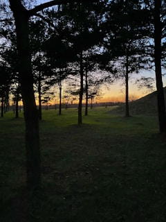 A tranquil forest scene with tall trees silhouetted against a vibrant sunset. The sky transitions from deep blue to orange, casting a serene glow on the landscape. Shadows cover the foreground, while the greenery is subtly lit by the twilight.