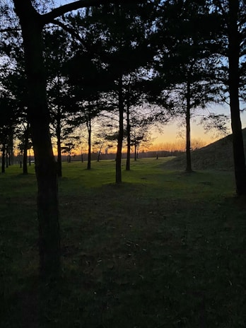 A tranquil forest scene with tall trees silhouetted against a vibrant sunset. The sky transitions from deep blue to orange, casting a serene glow on the landscape. Shadows cover the foreground, while the greenery is subtly lit by the twilight.