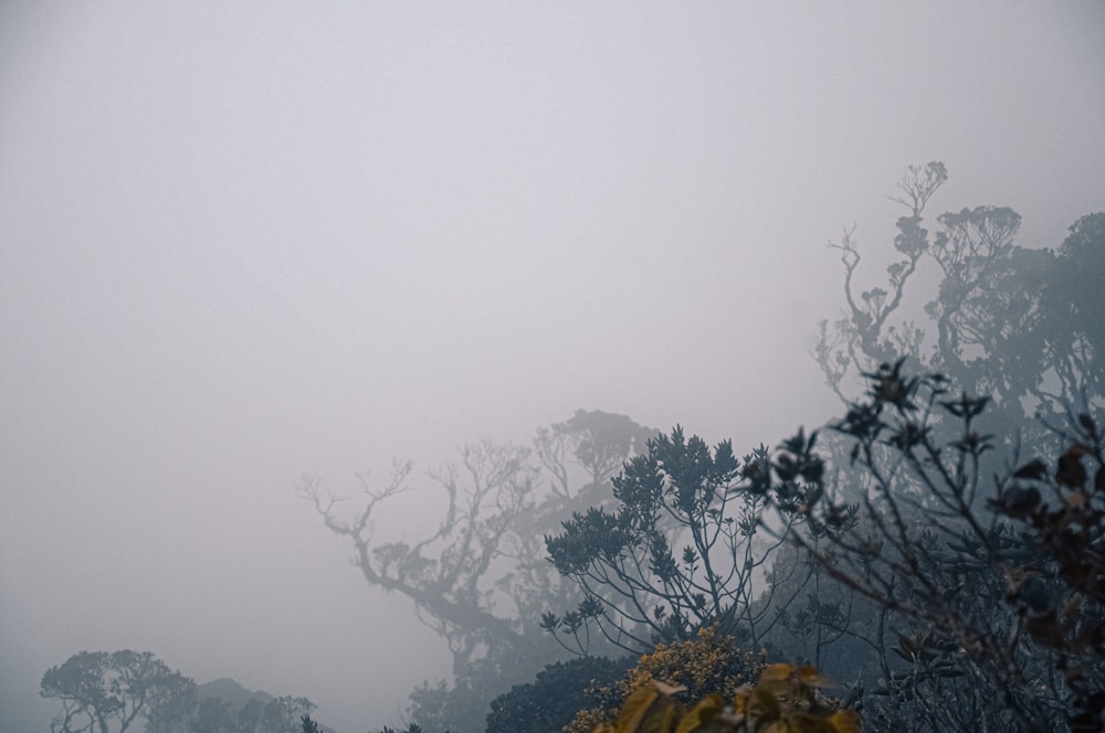 a view of a foggy forest with trees in the foreground