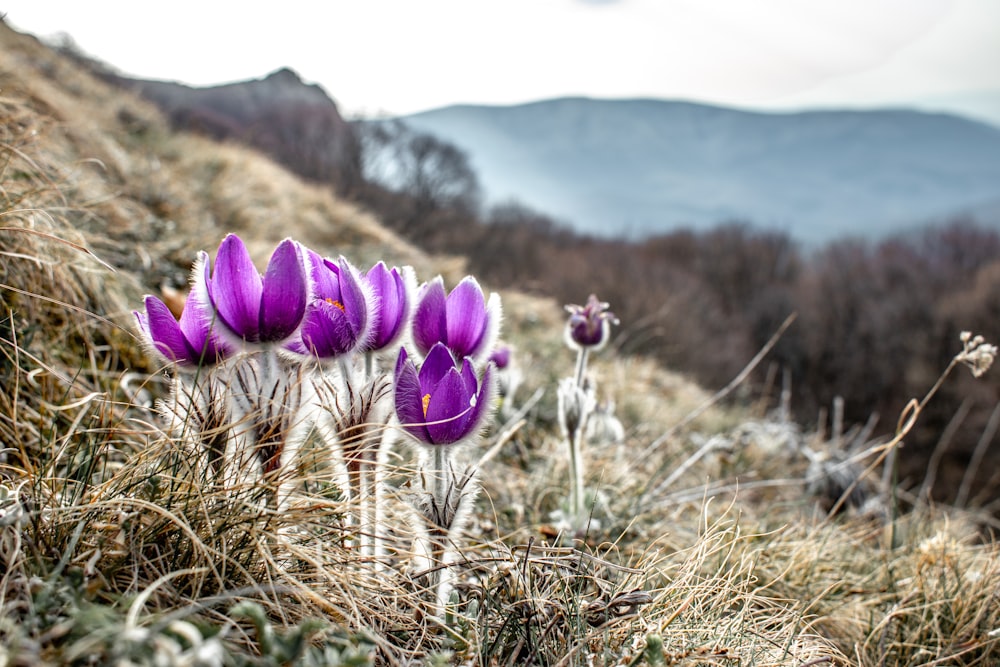 a group of purple flowers on the side of a hill