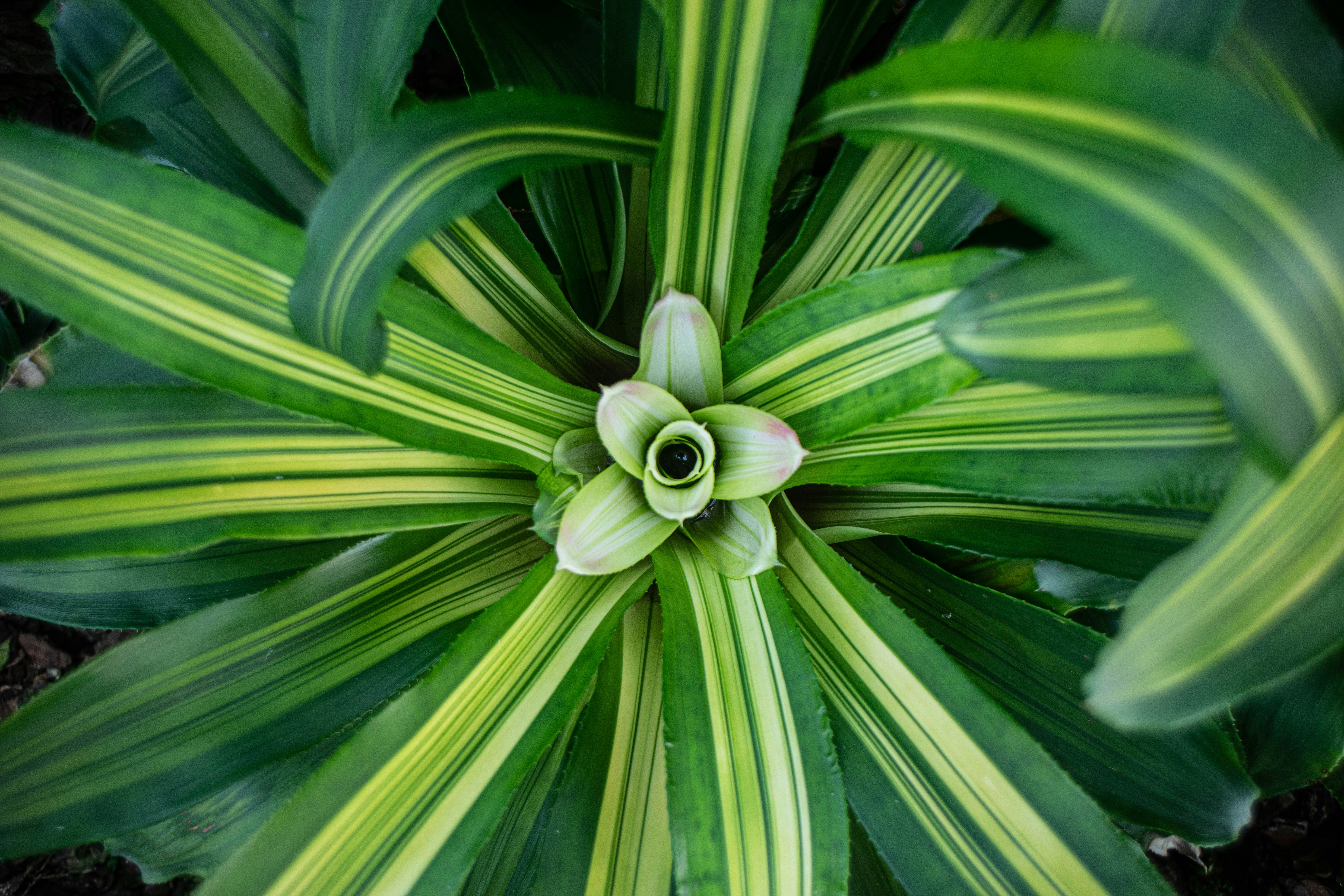 צמח ירוק וצהוב