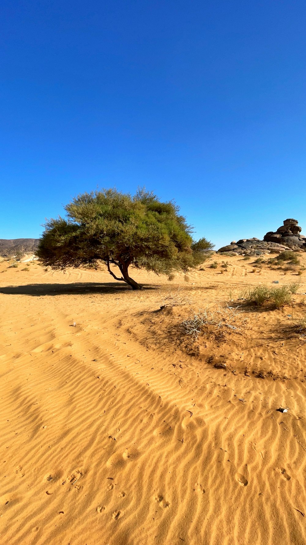 a lone tree in the middle of a desert