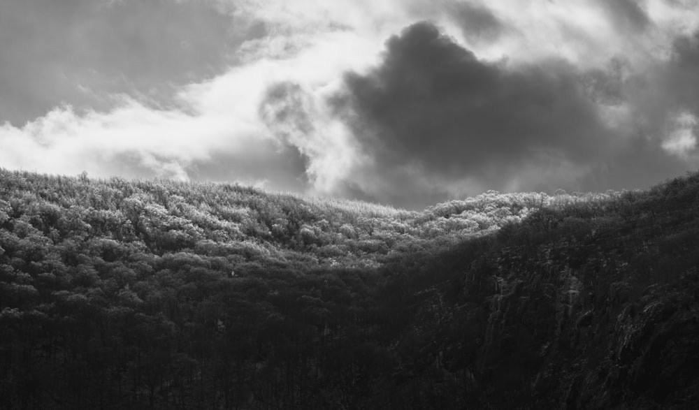 a black and white photo of a forest