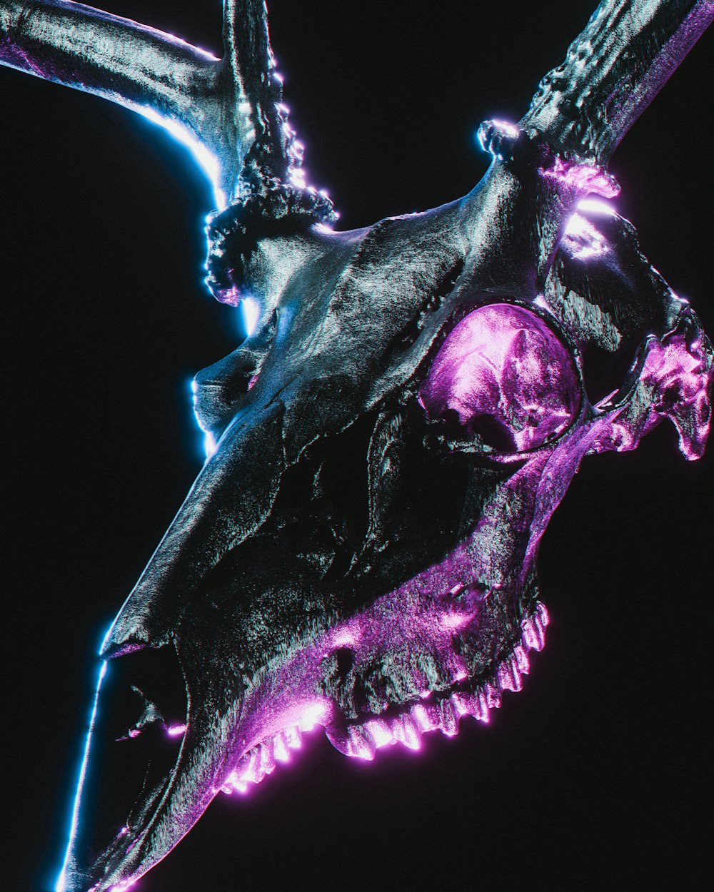 a close up of a purple and black animal skull