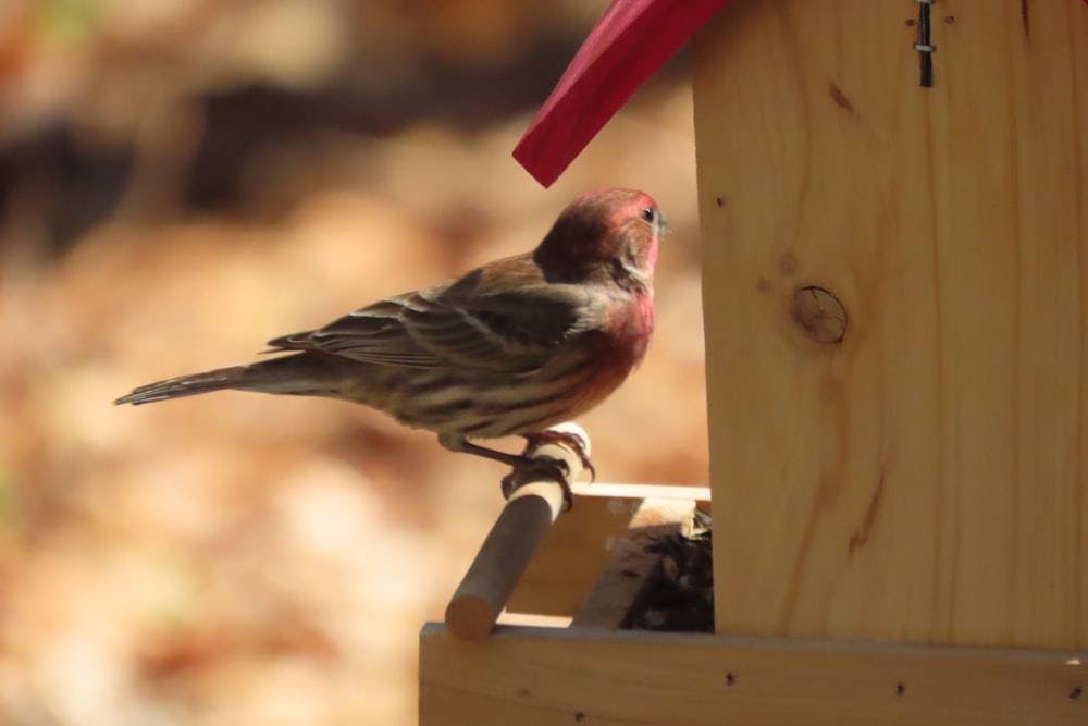 a small bird perched on top of a bird feeder