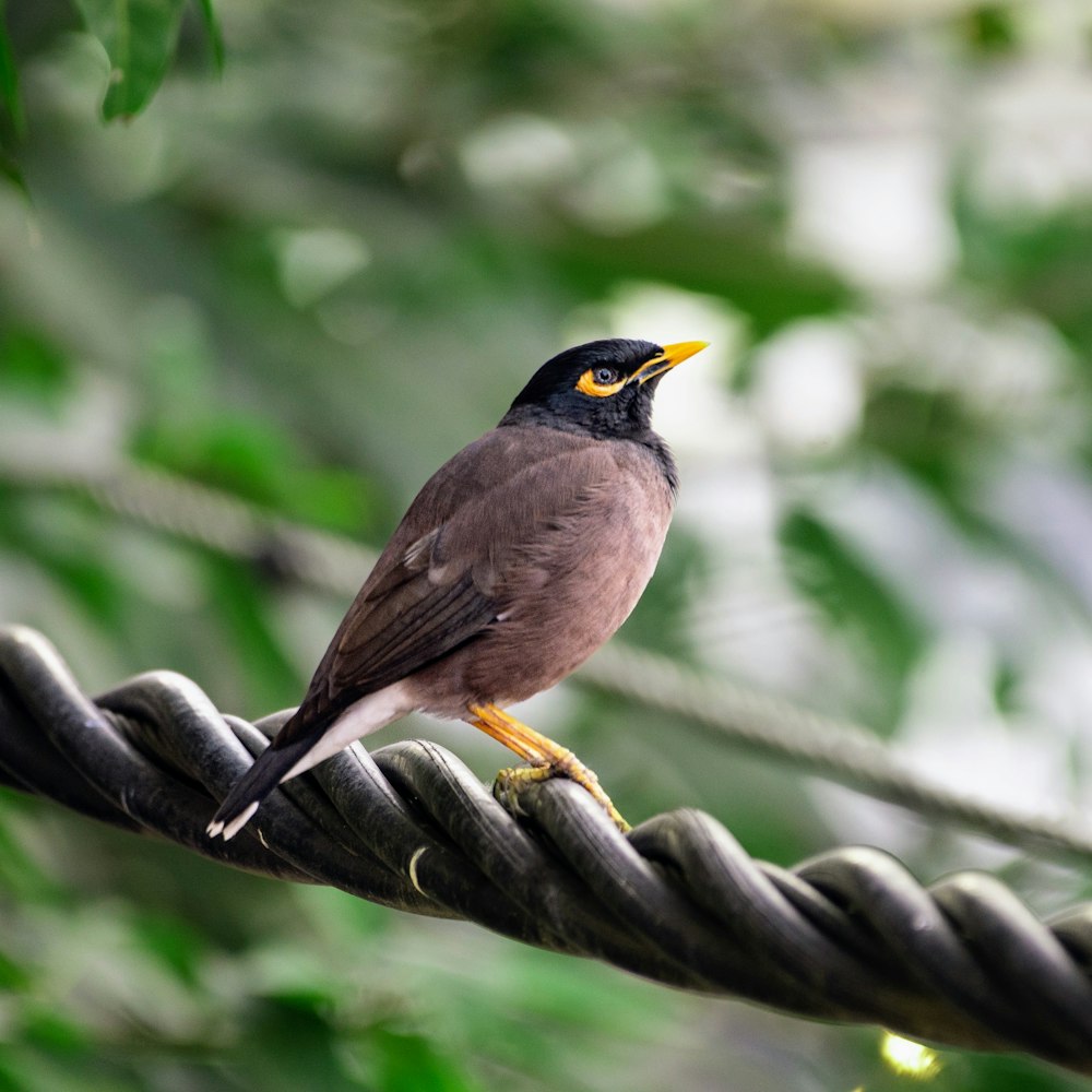 a bird perched on a rope in a forest