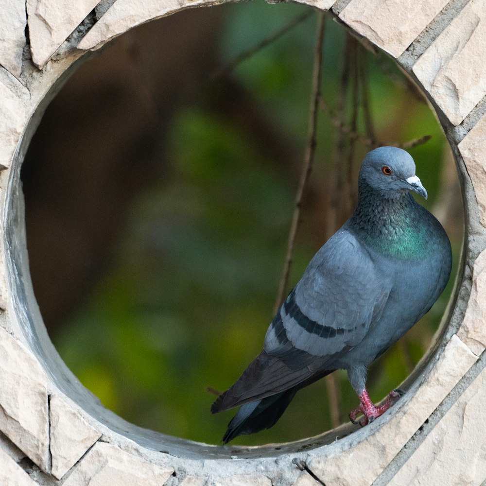 a bird is perched on a branch in a round window