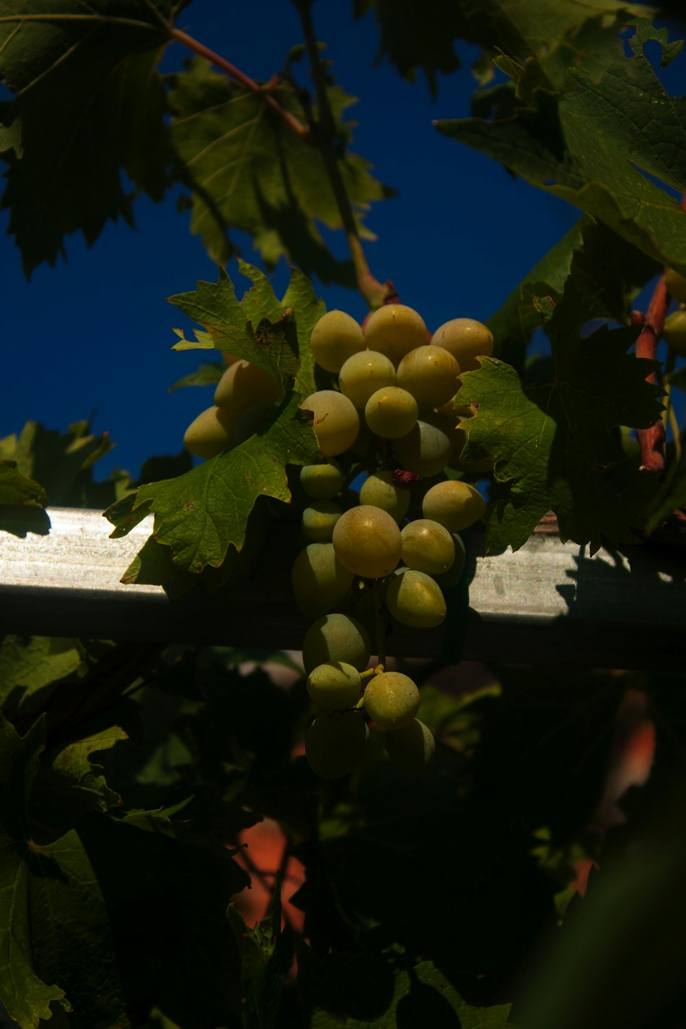 a bunch of grapes hanging from a vine