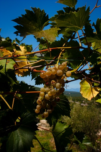 A bright vineyard under a clear blue sky with ripe grapes