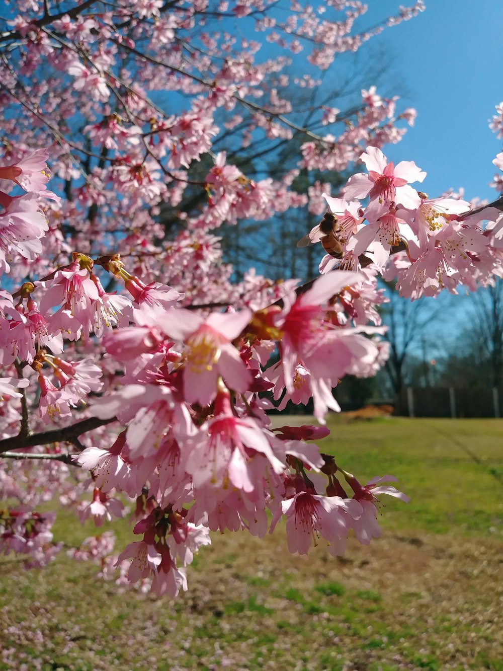 a tree with pink flowers in a park