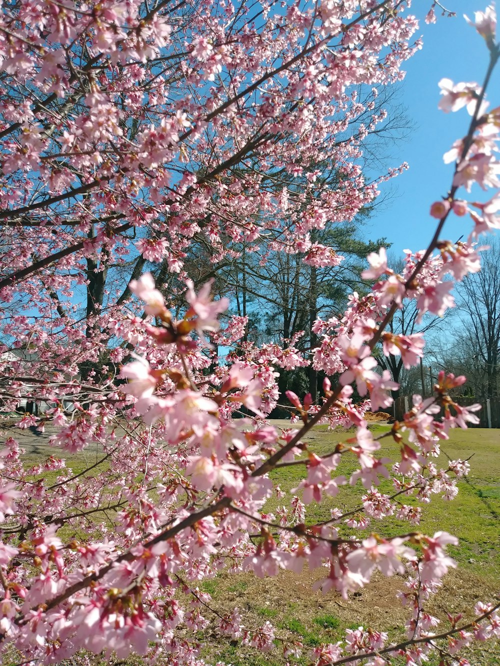 a tree with lots of pink flowers on it