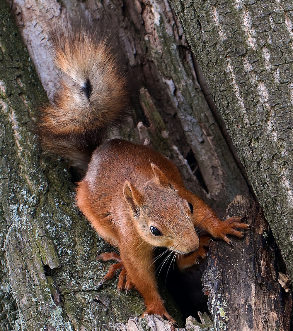 a squirrel climbing up the side of a tree