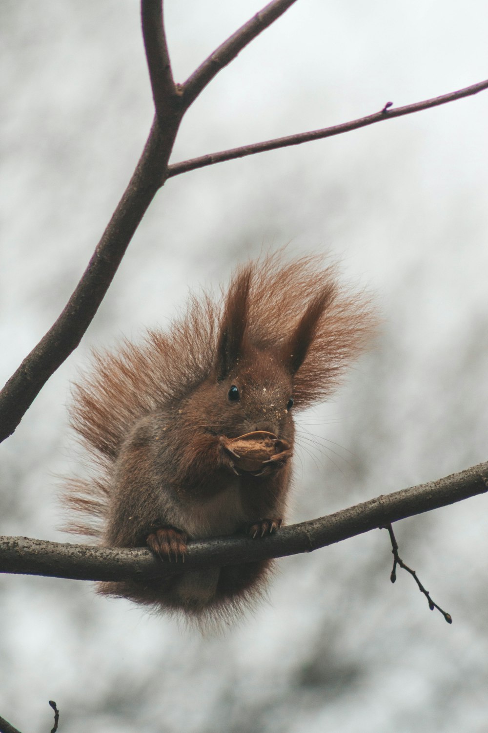 a squirrel is sitting on a tree branch