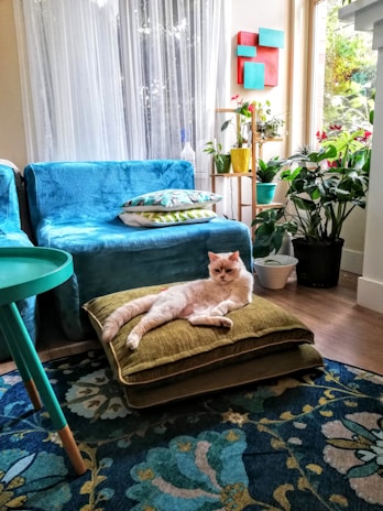 A serene image of a cozy living room with a cat resting on a sustainable pet bed.