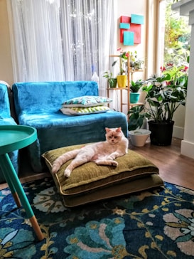 A cozy living room features a relaxed cat lying on a stack of green cushions. The room is decorated with a blue sofa, colorful floral rug, vibrant artwork on the wall, and several lush indoor plants. Natural light filters through sheer curtains, adding a serene ambiance.