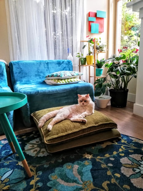 A cozy living room features a relaxed cat lying on a stack of green cushions. The room is decorated with a blue sofa, colorful floral rug, vibrant artwork on the wall, and several lush indoor plants. Natural light filters through sheer curtains, adding a serene ambiance.