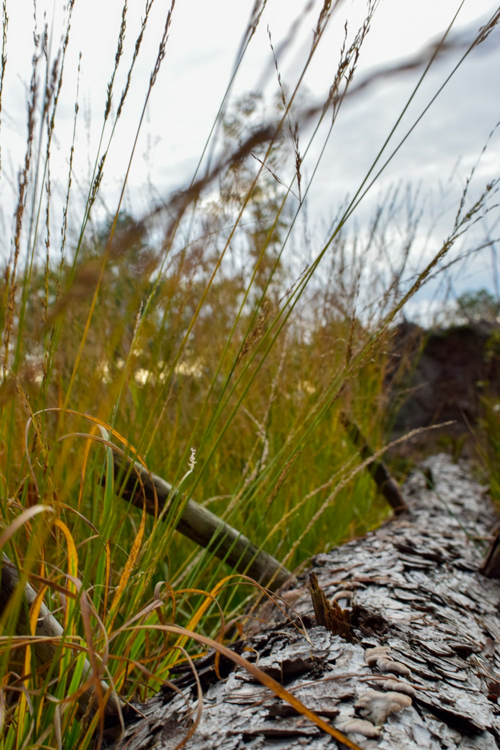a close up of a log in a field of grass