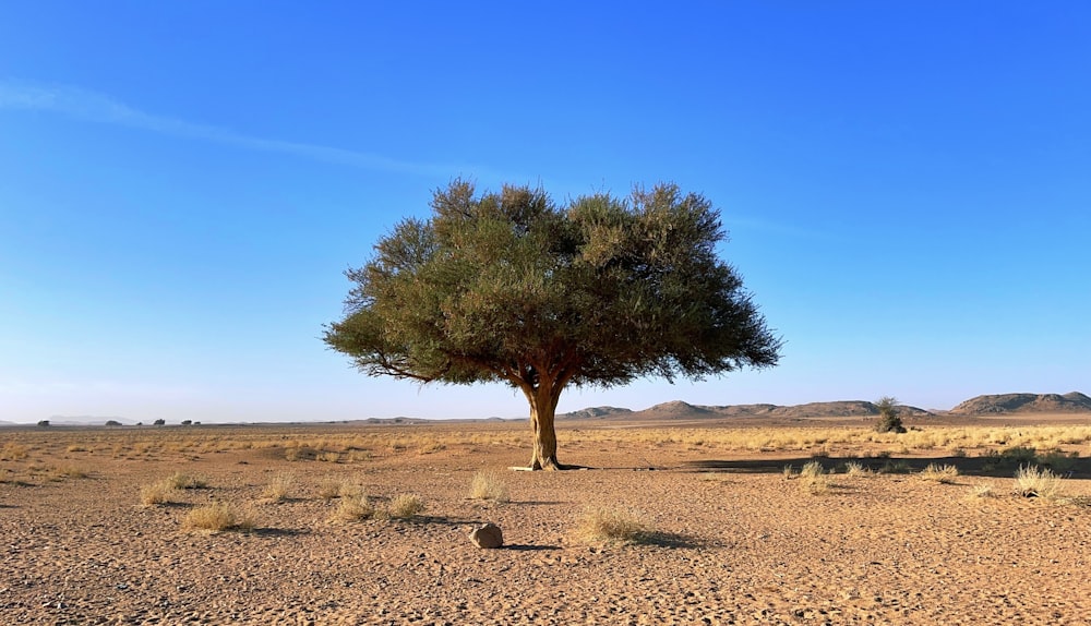 a lone tree in the middle of a desert