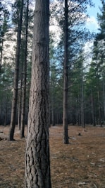 a large tree in the middle of a forest