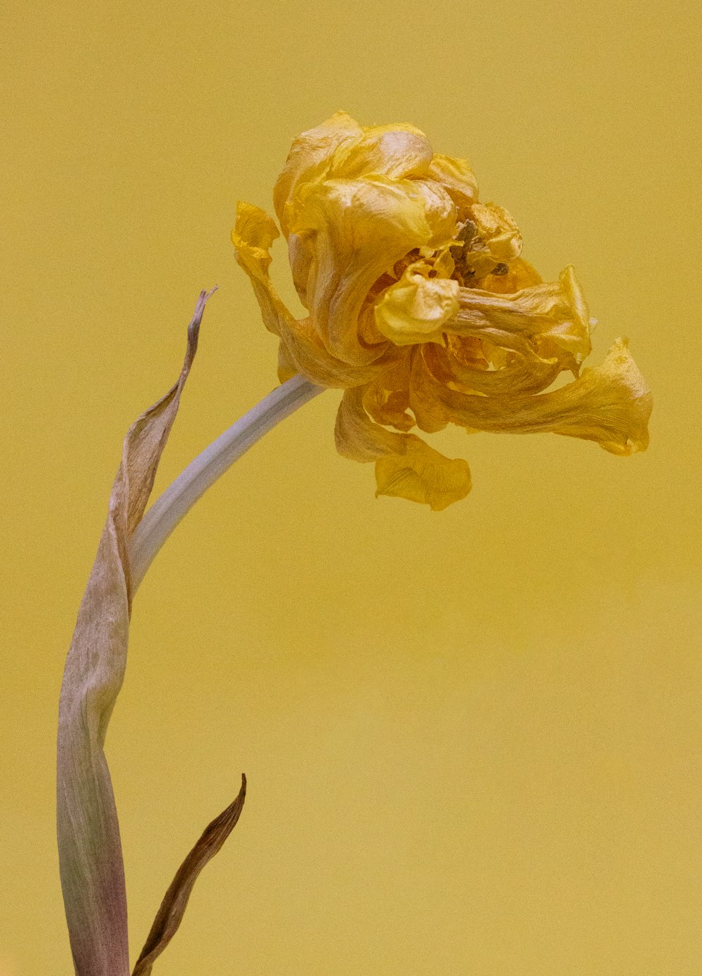 un fiore giallo con uno sfondo giallo