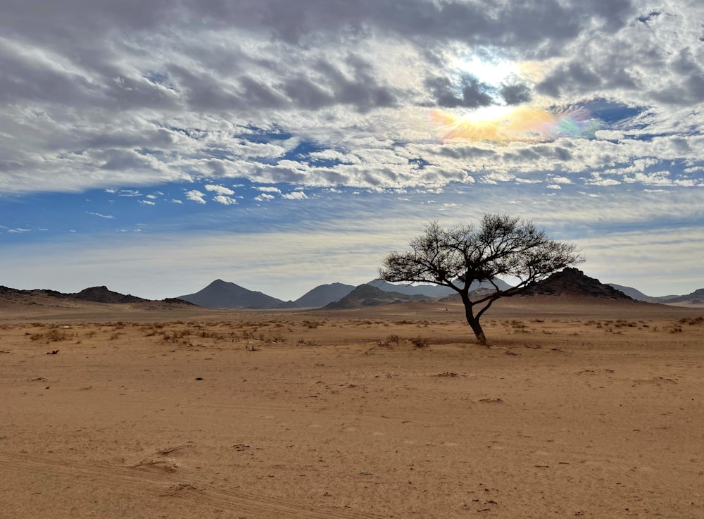 a lone tree in the middle of a desert